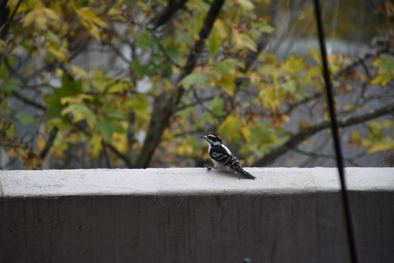 Downy woodpecker